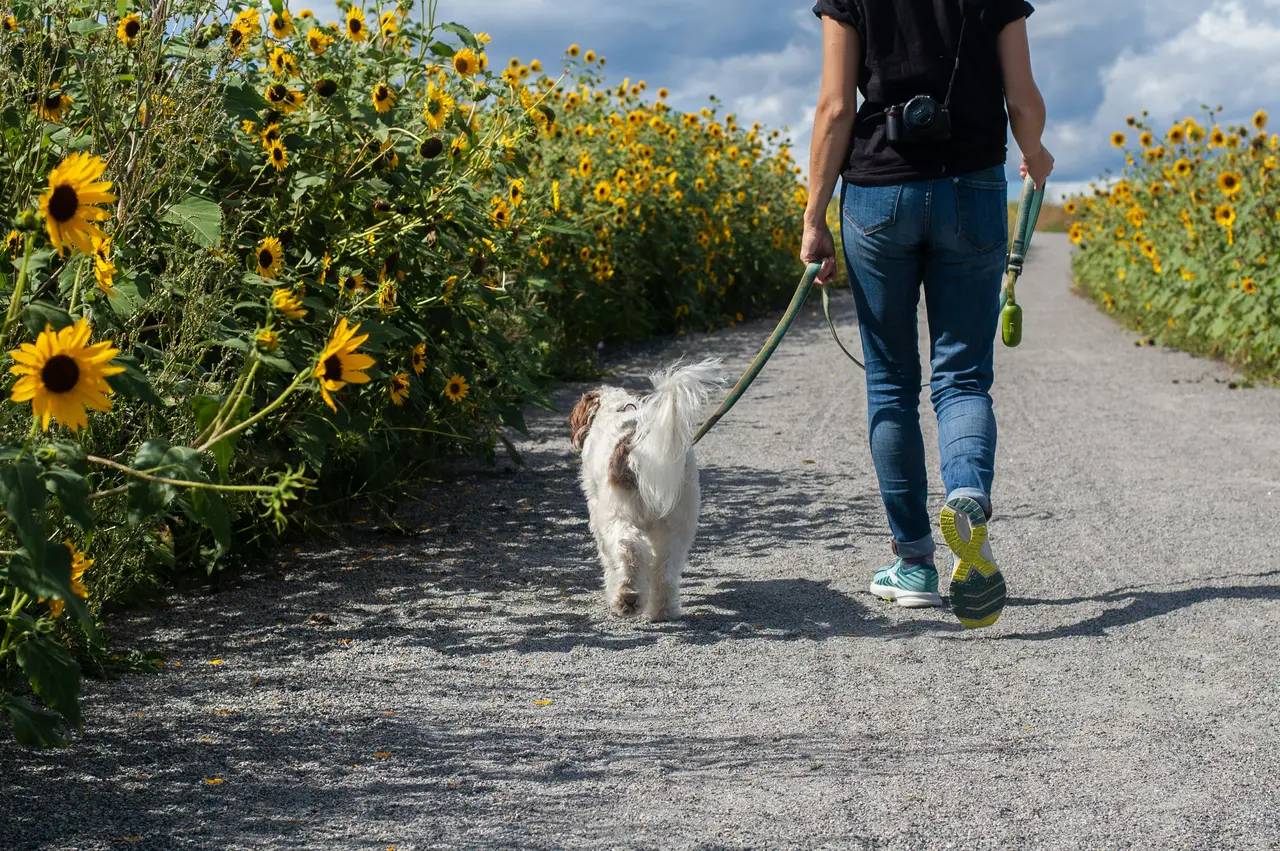 Mensch geht mit kleinem, weißen Hund auf einem von Sonnenblumen gesäumten Weg Gassi.