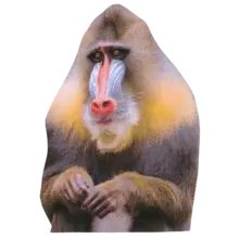 Pavian
