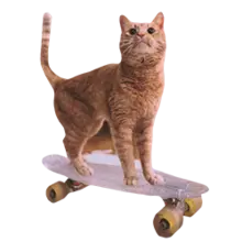Katze auf eine Skateboard/Pennyboard