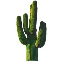 Kaktus