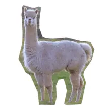 Lama