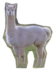 Alpaka