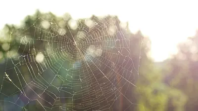 Spinnenweb